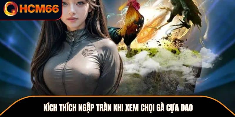 Kích thích ngập tràn khi xem chọi gà cựa dao